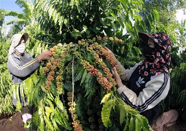 Farmers harvest coffee in the Central Highlands province of Dak Lak. (Photo: VNA)