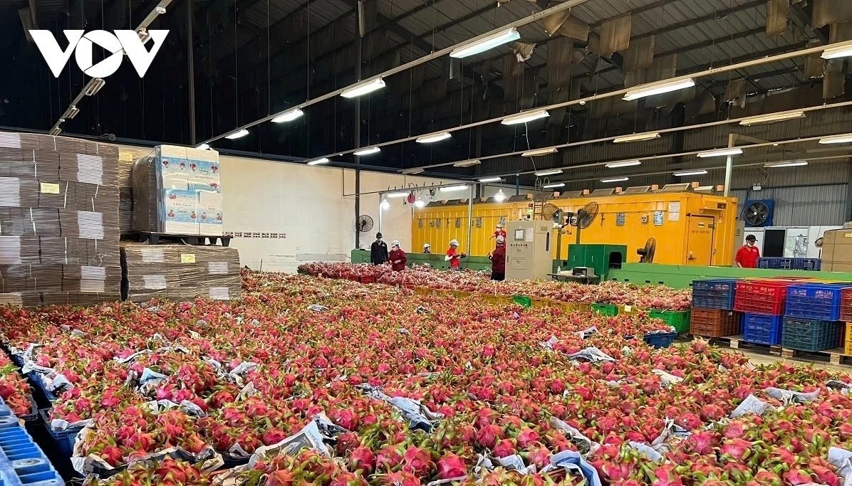 Sorting out dragon fruits for export in southern Vietnam