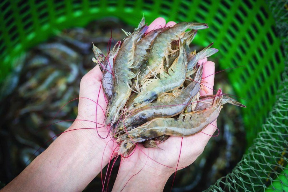 Vietnam exported 69,295 tonnes of shrimp worth US$691.6 million to the US in 2024