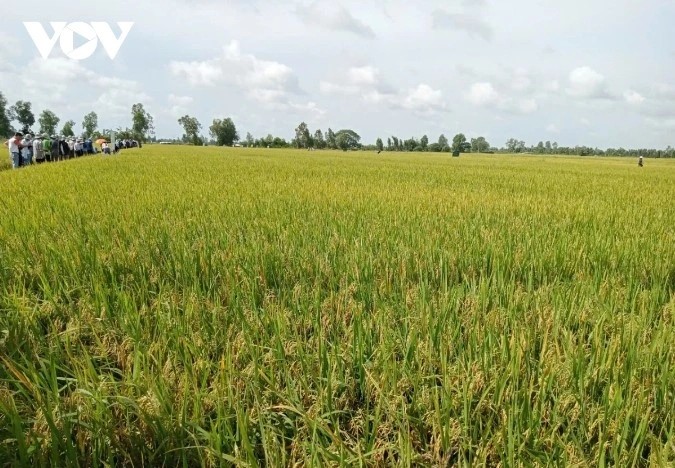 Japan's role in driving digital and green transformation in Mekong Delta