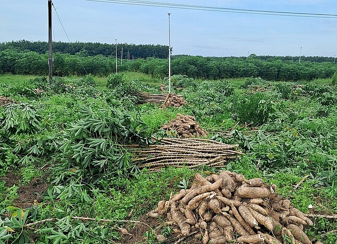 Vietnam exports over 295,000 tonnes of cassava in first month of year