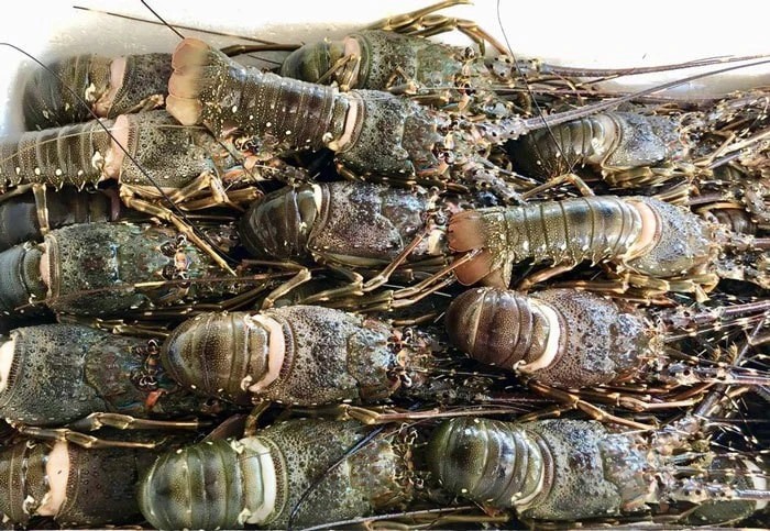 Chinese consumers spend some 70 million USD on Vietnamese lobster in January. (Photo: doanhnhansaigon.vn)