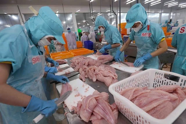 Workers processing pangasius for export at a plant in An Giang province. Photo: VNA