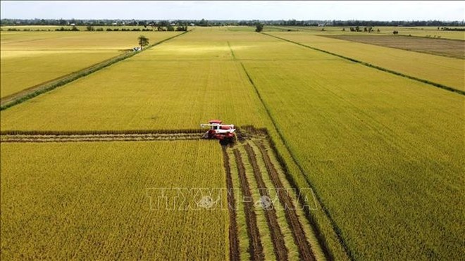 Harvesting a pilot area for the project on sustainable development of one million hectares of high-quality, low-emission rice associated with green growth in the Mekong Delta by 2030 in Lang Bien commune, Thap Muoi district, Dong Thap province (Photo: VNA)