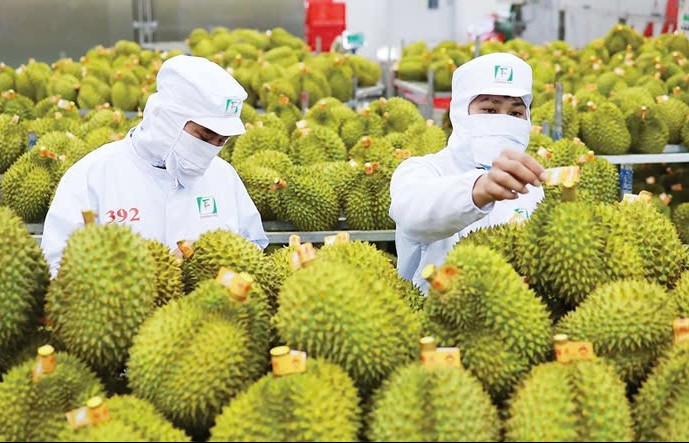 Urgent solutions for Vietnam’s durian export problem