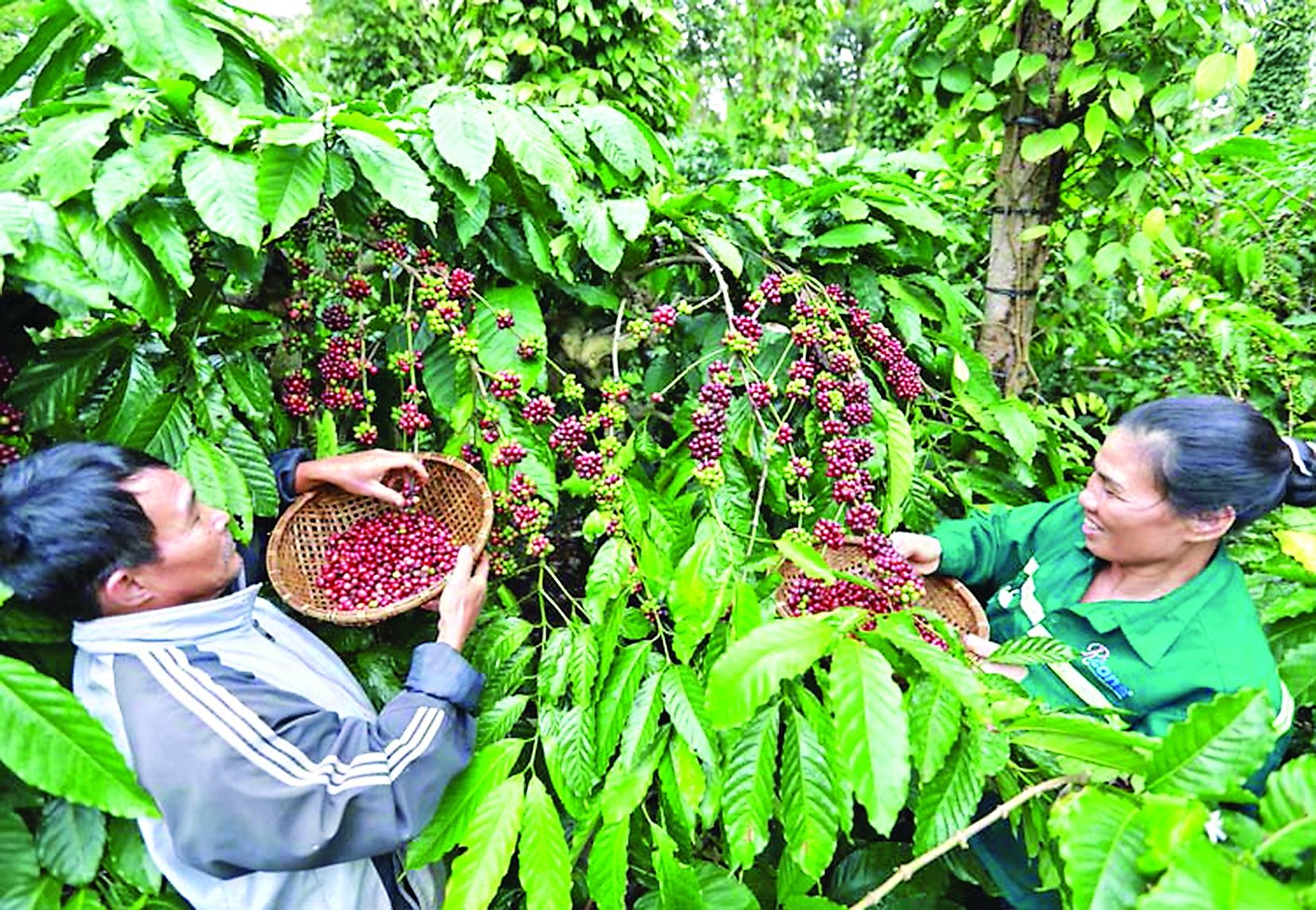 Nestl Vietnam Boosts Investment Enhances Value Of Vietnam s Export nestl-vietnam-boosts-investment-enhances-value-of-vietnam-s-export